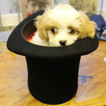 Pup Tuppence in stovepipe hat