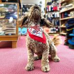 Dog Nancy modelling doggerchief at T Snook, hat shop in Bridport, Dorset, England